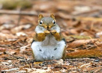 Checking nepotism, privilege in the animal kingdom