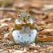 Checking nepotism, privilege in the animal kingdom