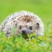Hedgehogs: Cute and a source of drug-resistant bacteria too