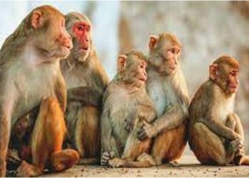 Monkeys snatch 2-month-old, throw in water tank in Uttar Pradesh