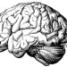 Study finds MRIs may help in CTE diagnosis