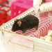 Animal tests ban banks on Switzerland votes