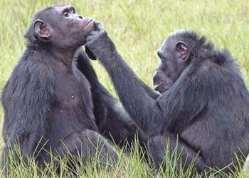 Chimps use insects as balm on wounds. Is it folk medicine?