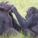 Chimps use insects as balm on wounds. Is it folk medicine?