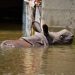 To hippos, a wheeze and a honk mean more than just ‘hello’