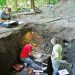 Human migration brought maize to Maya region, study finds