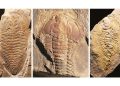 Trilobite fossils show cannibalism more ancient than known