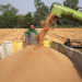Centre relaxes norms for wheat procurement in Punjab, Haryana