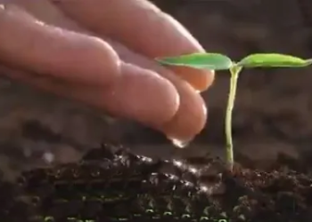 Delhi govt to form committee on tree plantations