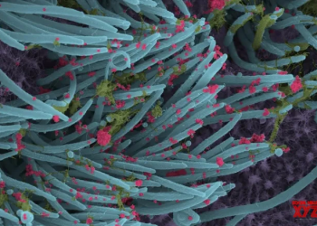 First case of Covid’s BA.4, BA.5 variants confirmed in India