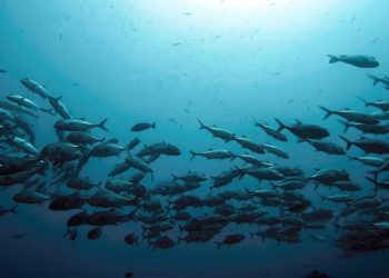 Global warming causing world’s oceans to lose ‘memory’