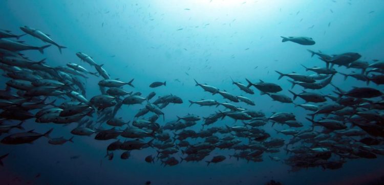 Global warming causing world’s oceans to lose ‘memory’