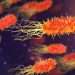 Scientists find new plastic-loving bacteria able to cross oceans