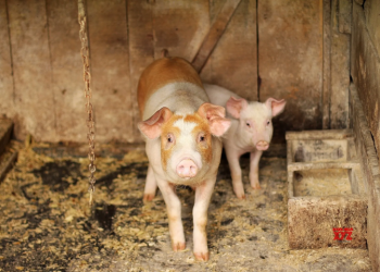 Antibiotic-resistant MRSA strain can jump from pigs to humans: Study
