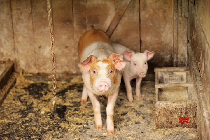 Antibiotic-resistant MRSA strain can jump from pigs to humans: Study