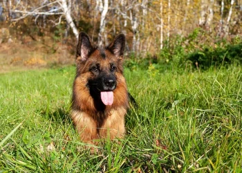 Have you been thinking about getting yourself a german shepherd? In case you were looking for something that could guide you, here are the pros and cons of…