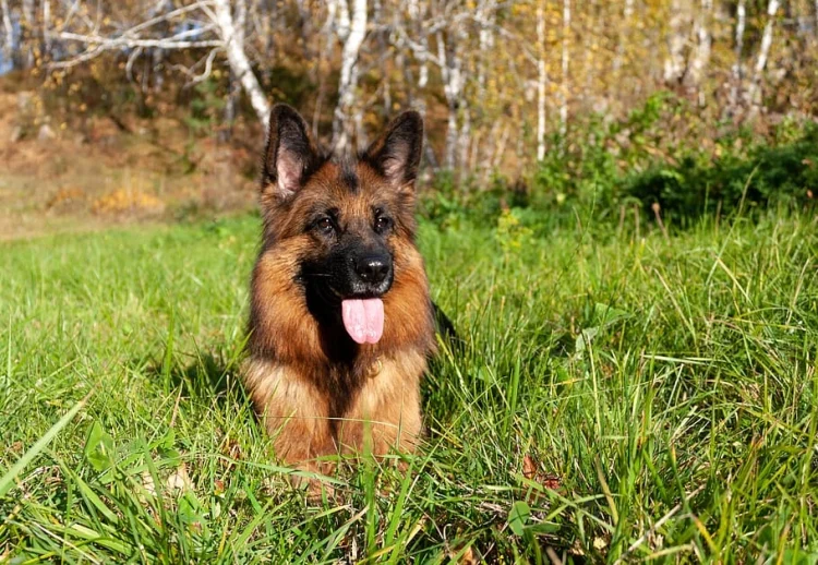 Have you been thinking about getting yourself a german shepherd? In case you were looking for something that could guide you, here are the pros and cons of…
