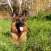 Have you been thinking about getting yourself a german shepherd? In case you were looking for something that could guide you, here are the pros and cons of…