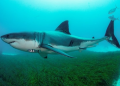 Shark antibodies may help fight Covid: Study
