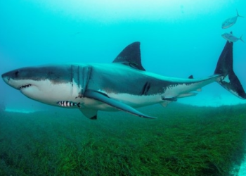 Shark antibodies may help fight Covid: Study