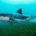 Shark antibodies may help fight Covid: Study