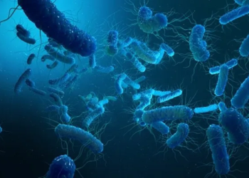 Typhoid bacteria increasingly resistant to essential antibiotics: Lancet
