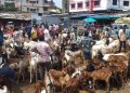 Assam bans illegal animal slaughtering on Eid