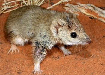 Human activities altered even most resilient mammal species: Study