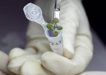 Israeli researchers develop innovative way to grow nutrient-rich seaweeds