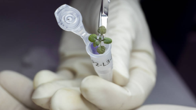 Israeli researchers develop innovative way to grow nutrient-rich seaweeds