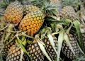 Tripura exported over 9K tonnes of pineapples in 2 years