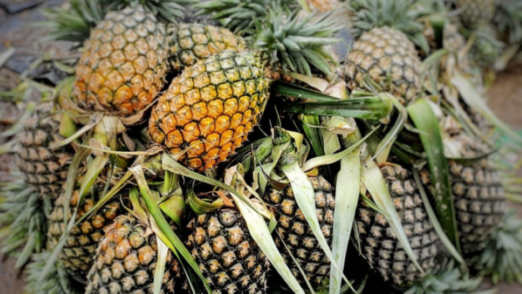 Tripura exported over 9K tonnes of pineapples in 2 years