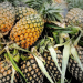 Tripura exported over 9K tonnes of pineapples in 2 years
