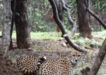 Cheetah politics: Cong MLA cries foul over Rajasthan not getting the big cats