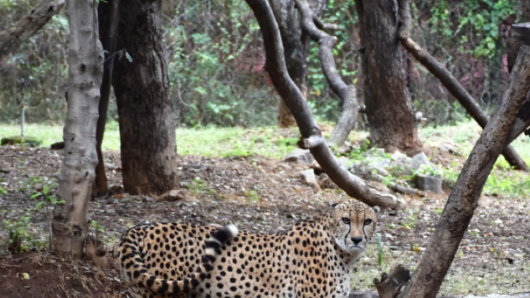 Cheetah politics: Cong MLA cries foul over Rajasthan not getting the big cats