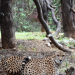 Cheetah politics: Cong MLA cries foul over Rajasthan not getting the big cats