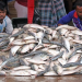 Fish production reaches all-time high, shows data