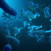 Legionella likely behind illness that killed 4, sickened 7 in Argentina