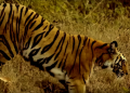 Man-eater tiger dodges hunter, flees with goat bait
