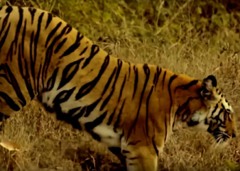 Man-eater tiger dodges hunter, flees with goat bait