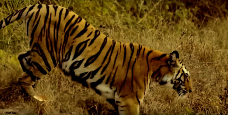 Man-eater tiger dodges hunter, flees with goat bait