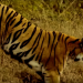 Man-eater tiger dodges hunter, flees with goat bait
