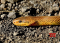 Need to prevent, respond to snakebite treatment: Experts