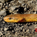 Need to prevent, respond to snakebite treatment: Experts