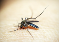 Lucknow reports 41 fresh dengue cases