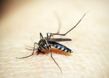 Lucknow reports 41 fresh dengue cases