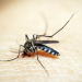 Lucknow reports 41 fresh dengue cases