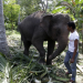 WWF calls for robust measures to reverse habitat loss in Africa