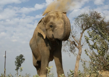 J’khand: Human-wildlife conflict continues, 1 elephant and 2 people die in 24 hour