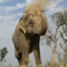 J’khand: Human-wildlife conflict continues, 1 elephant and 2 people die in 24 hour